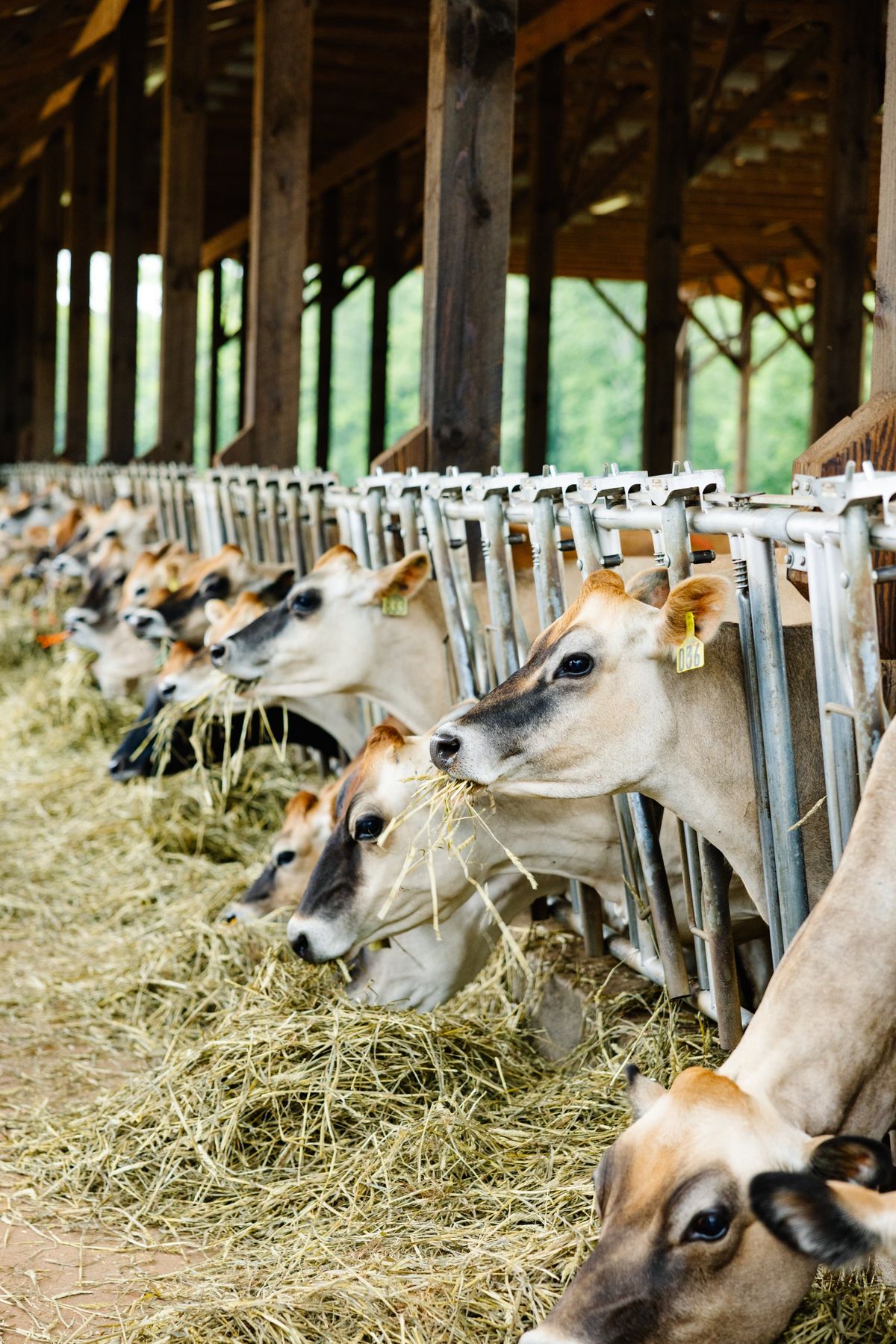 Dairy Farms